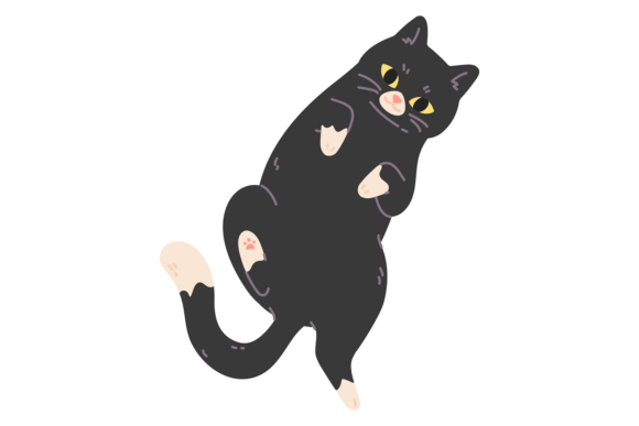 Cute Cat Lay on Back. Adorable Black Pet